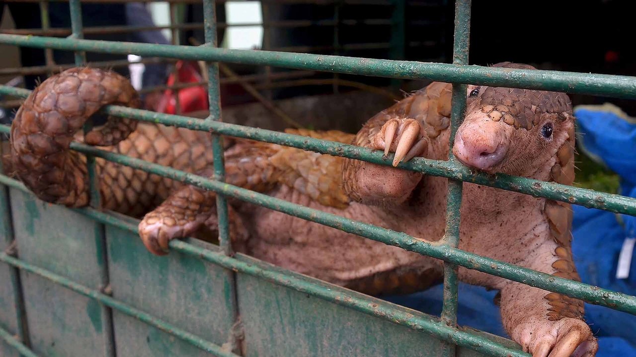 Pangolins continue to face threat of extinction...