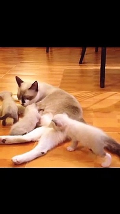 Now Is The TIME for SUPER LAUGH With Cats! - Best FUNNY CAT videos-Cats Woa Mew