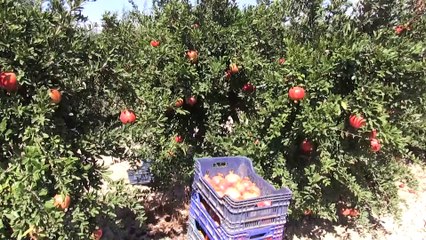 Denizli'de ihracatlık nar hasadı başladı