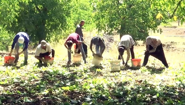 Dalında satılan Çağlayancerit cevizi üreticisini sevindiriyor - KAHRAMANMARAŞ