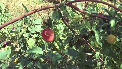 Bu ayvayı gören hayrete düşüyor