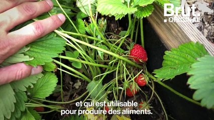 À Paris, ils transforment le toit d'une école en havre de biodiversité