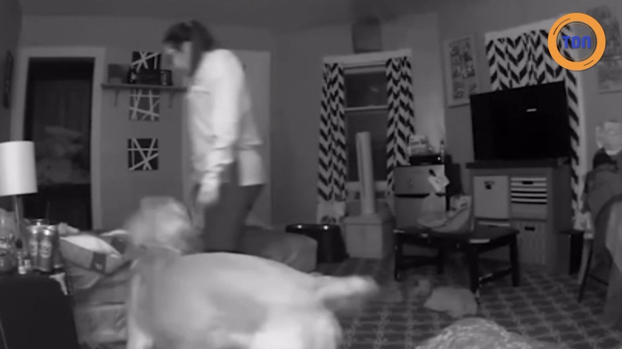 Un chien met au lit sa maîtresse ivre