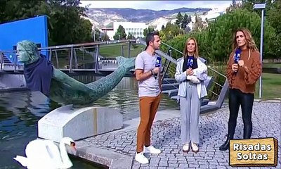 Apresentador da RTP foi mordido por cisne em direto