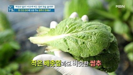 장 건강관리에 안성맞춤! [쌈추]