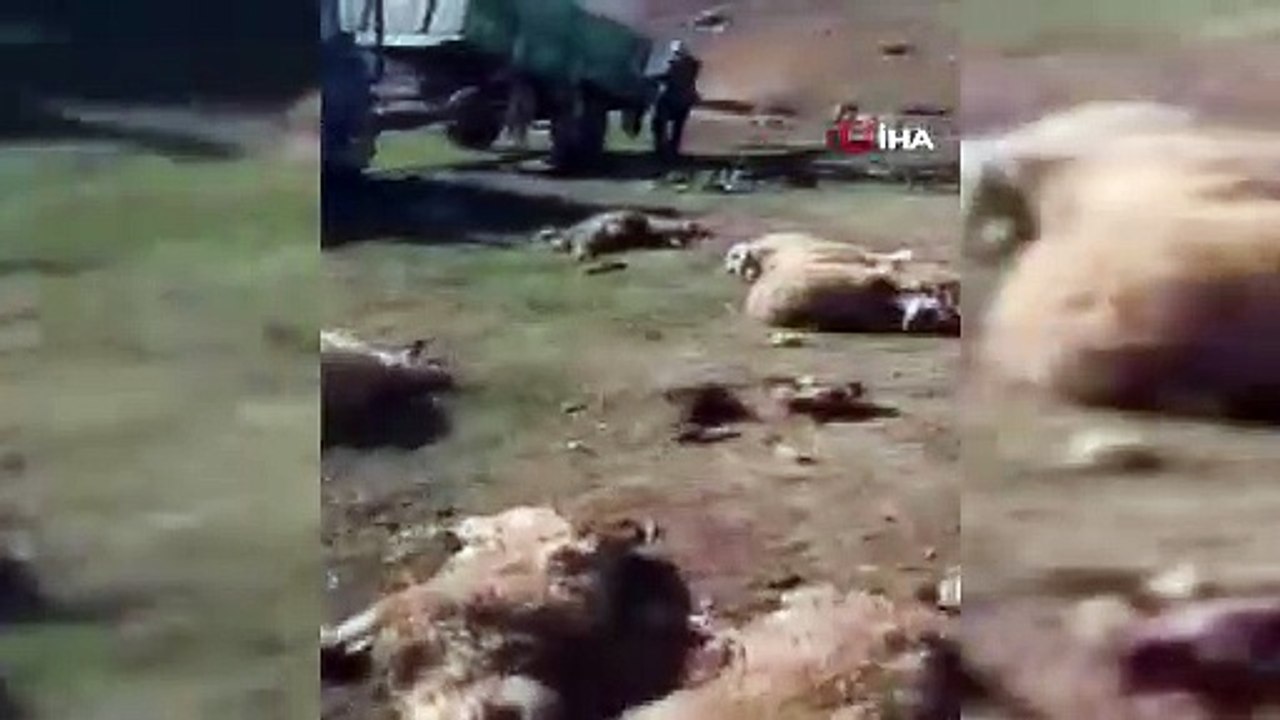 Ayılar 70 koyunu öldürdü