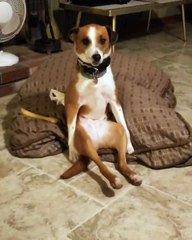 Doggy Steals the Limelight