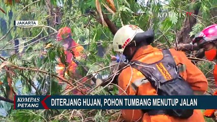 Tutup Ruas Jalan, Pohon 10 Meter Tumbang Jadi Penyebab Kemacetan di Jaktim
