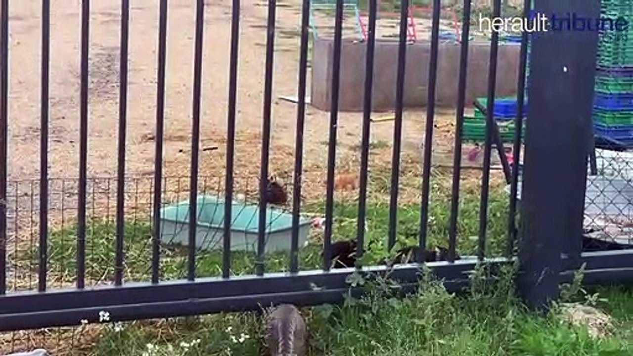 SAINT THIBERY - Les animaux du Zoo Val d’Hérault a l’abandon