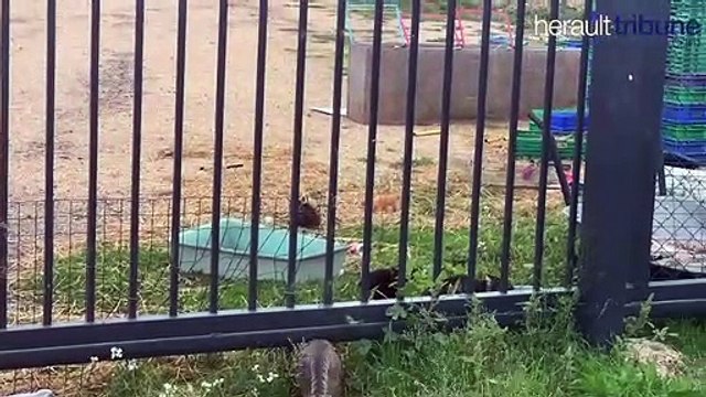 SAINT THIBERY - Les animaux du Zoo Val d’Hérault a l’abandon