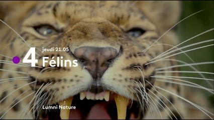 Félins - Bande annonce