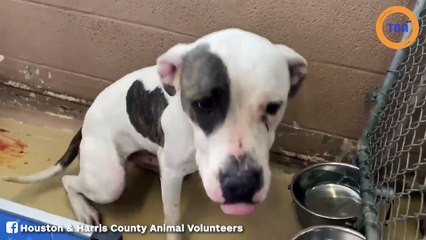 Jugé trop gros, il abandonne son chien dans un refuge...