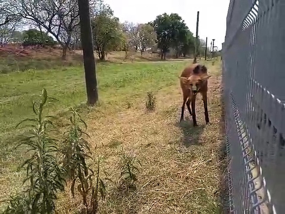 Apareció un Aguará Guazú afuera del Shopping Sarmiento