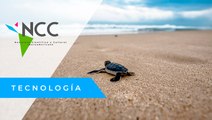 En ries­go la pre­ser­va­ción de tor­tu­gas en Gua­te­ma­la, de­bi­do a res­tric­cio­nes por CO­VID-19