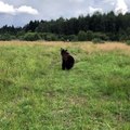 Big Bear Hunting Hovering Drone