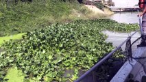 Asi Nehri üzerindeki su sümbüllerine bariyerli çözüm - HATAY