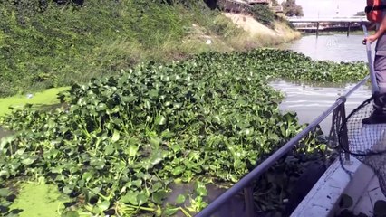 Asi Nehri üzerindeki su sümbüllerine bariyerli çözüm - HATAY