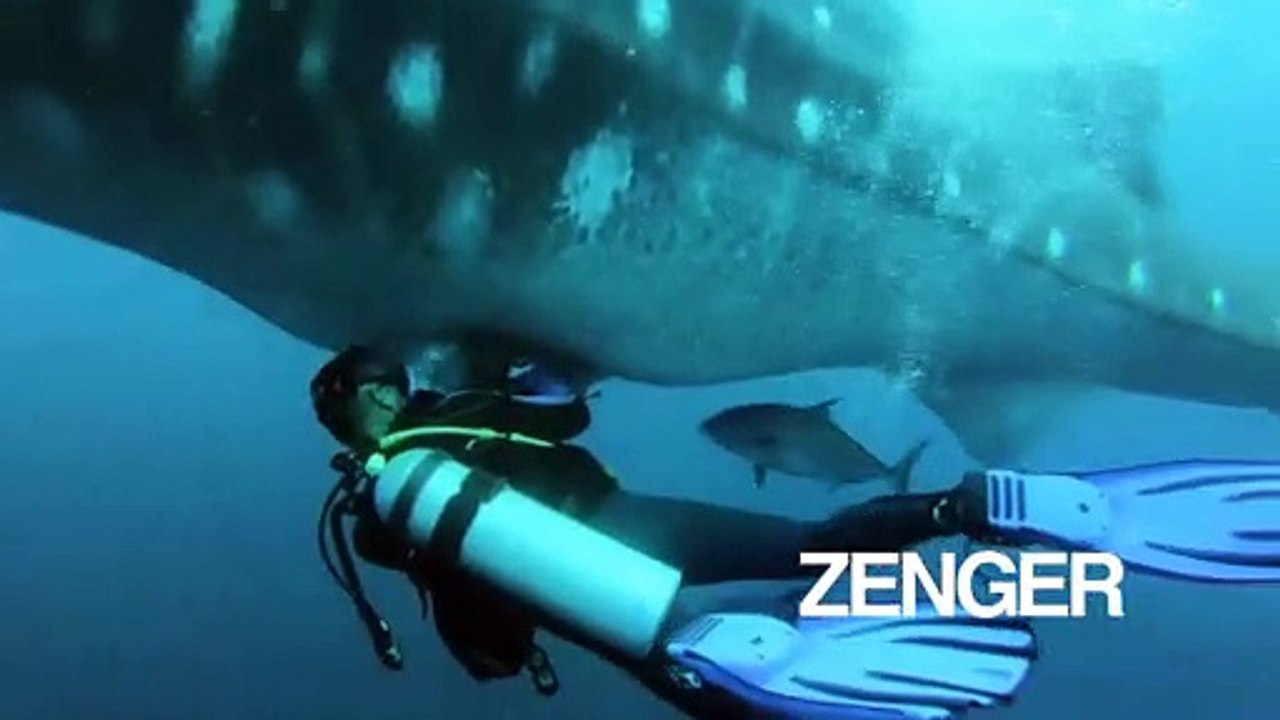 Research attaches tracking tag to shark whale