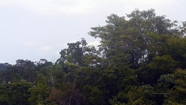 [SBEG Spotting]Airbus A330 PR-AIT na final antes de pousar em Manaus vindo de Campinas(02/10/2020)