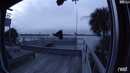 Ce papillon joue un vilain tour à cette grenouille