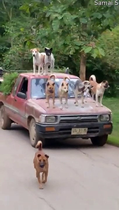 Quand tu sors promener tes 10 chiens