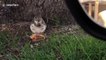 Les écureuils aussi ont le droit de manger au McDo