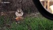 Les écureuils aussi ont le droit de manger au McDo