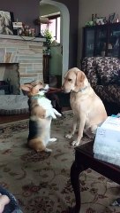 Harper is Disapproving of Lab Friends Height