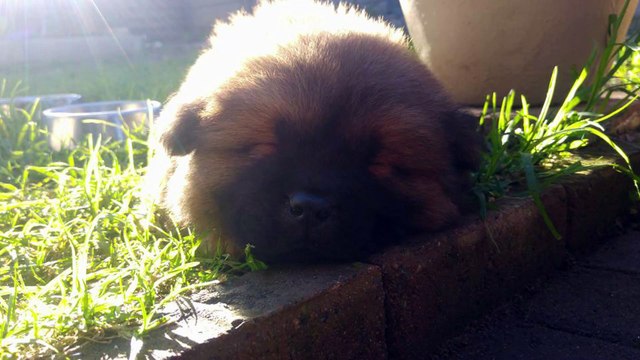 Puppies /Chow Chow - Dog Breed - Ninja the Kung Fu Master : Baby Chow's / Puppies
