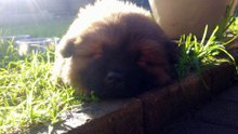 Puppies /Chow Chow - Dog Breed -  Ninja the Kung Fu Master : Baby Chow's / Puppies