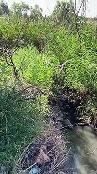 Acusa regidor contaminación con aguas residuales a estanque de agua potable