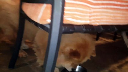 Pets / Dogs :CHOW CHOW - CHOW POW !!! BOYS - ICE CREAM
