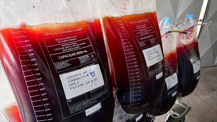 Costa Rica apuesta a plasma equino para enfermos de covid-19