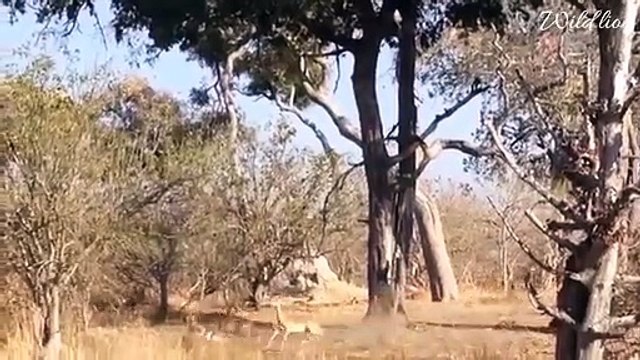 Cheetah loves baboons kid like her child - lion attacks buffalo but hero buffalo release from lion - crocodile vs lion