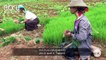 Myanmar Neck Coil Women Now Working In Fields