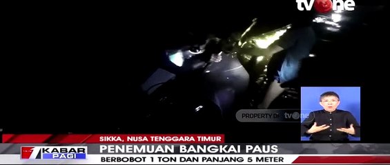 Nelayan Ini Temukan Bangkai Paus Seberat 1 Ton di Flores