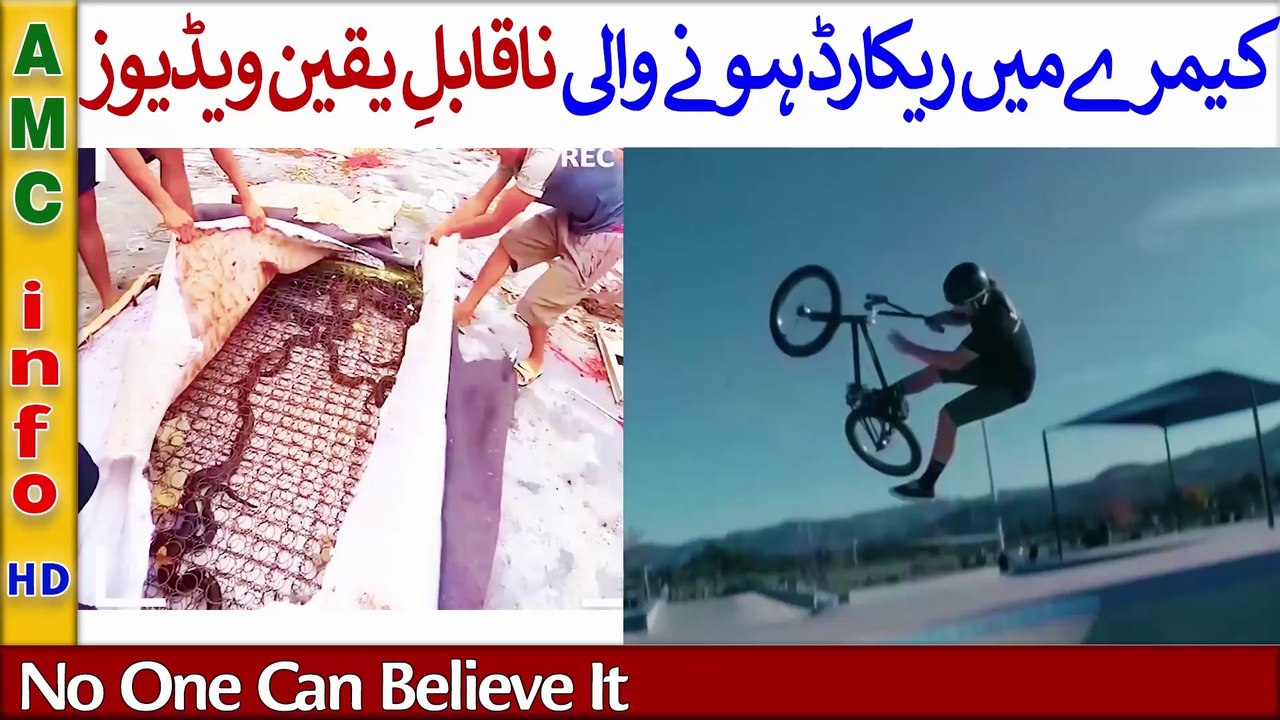 38) If It Wasn't Caught On Camera No One Would Believe It--If It Were Not Filmed No One Would Believe It!