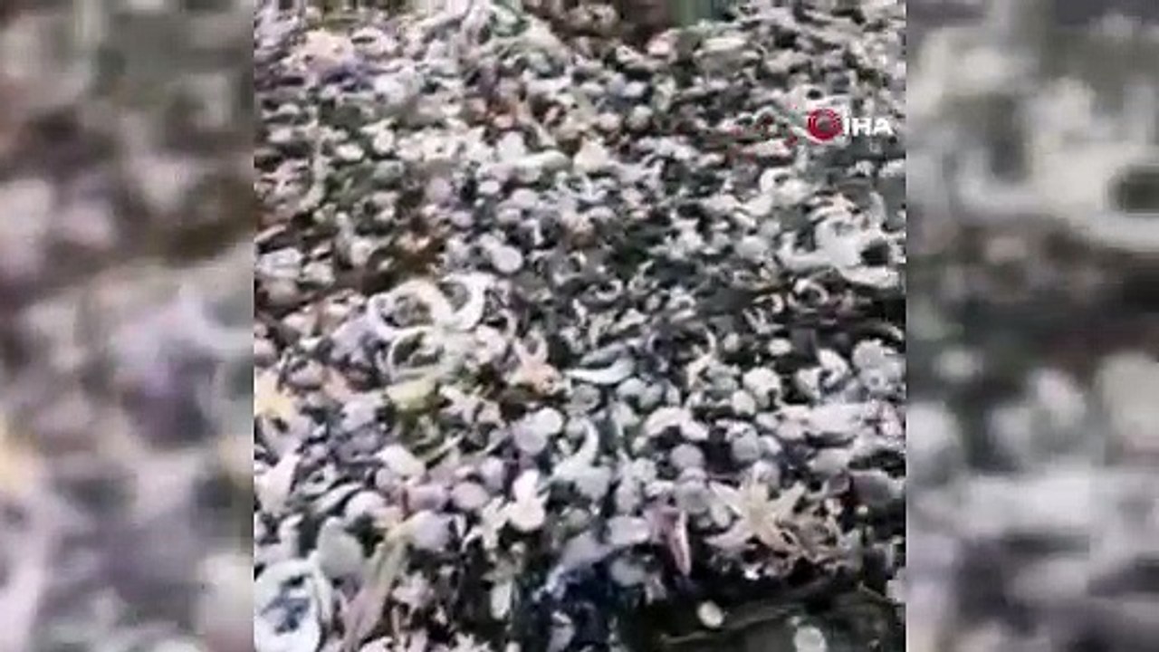 Milyonlarca deniz canlısı karaya vurdu, hükümet doğal felaket üzerine araştırma başlattı