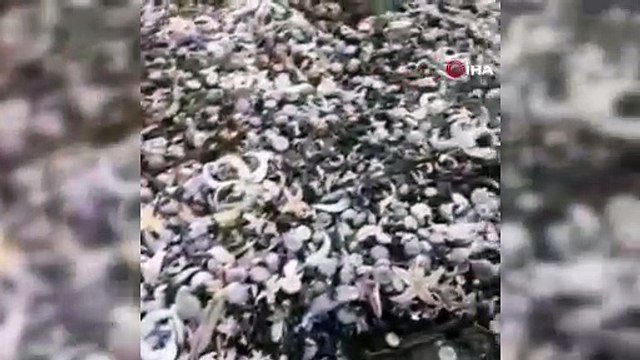 Milyonlarca deniz canlısı karaya vurdu, hükümet doğal felaket üzerine araştırma başlattı