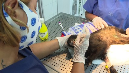 Hayvansever kadınların kurduğu klinikte sokak hayvanları ücretsiz 'iyileştiriliyor' - BURSA