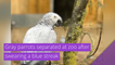 Gray parrots separated at zoo after swearing a blue streak, and other top stories in strange news from October 07, 2020.