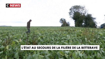 Néonicotinoïdes : une dérogation qui ne passe pas