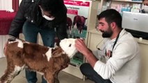 Veteriner kliniğine giden inekler gülümsetti
