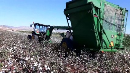 Pamuk hasadına başlandı - GAZİANTEP