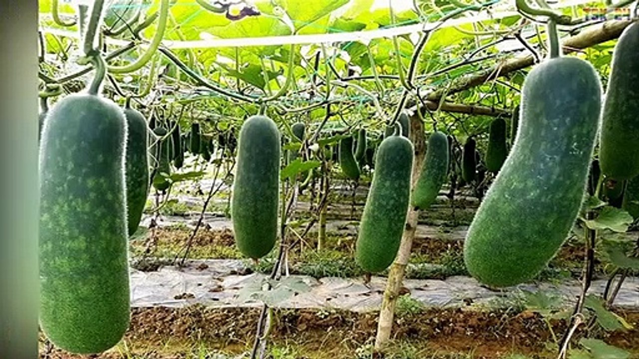 WOW! Amazing Agriculture Technology - Winter melon
