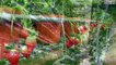 WOW! Amazing Agriculture Technology - Hydroponic farming in Israel