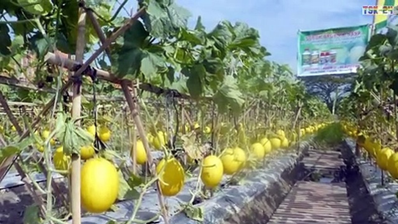 WOW! Agriculture Technology - Rockmelon