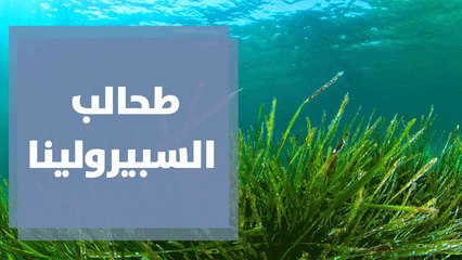 طحالب السبيرولينا وفوائدها للصحة