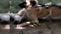 Kediyle köpeğin gülümseten dostluğu