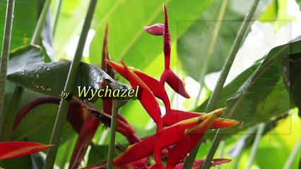 Wychazel - TAO-A Path of Peace - Raindrops on Leaves